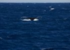 WhaleWatching 022